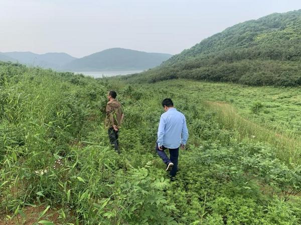 老吴在向分期乐普惠客户经理介绍吴茱萸 作为新一代农民，老吴思路活泛，敢想敢干。除了种植吴茱萸、经营幼儿园、他还与朋友一起经营一个占地几百亩的鱼塘，充分展现了活跃