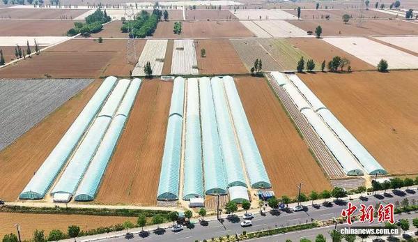 乡村行·看振兴）山西忻州：甜瓜飘香采摘忙 铺就“甜蜜”致富路