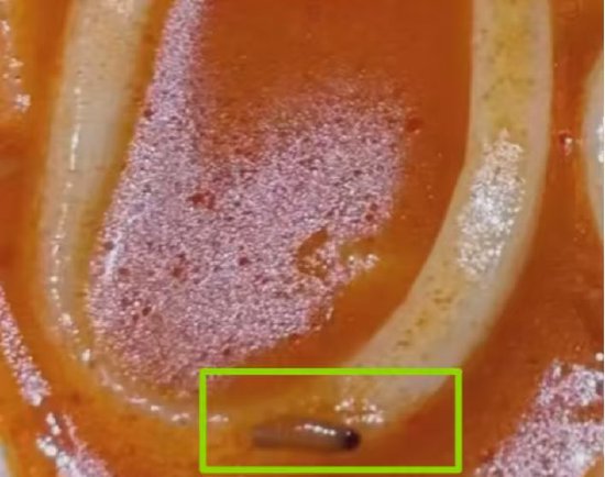 近日，有消费者称，在山姆深圳福田店购买了韩式泡菜乌冬面，等到食用时孩子发现，面里的红亮汤汁中发现蛆虫，受到惊吓的孩子当场呕吐。 对于该情况，新浪财经多次致电山姆